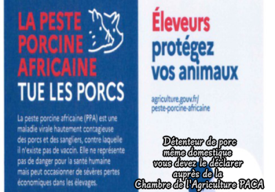 peste porcine