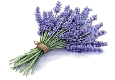 Photo d'illustration pour l'association de riez Atelier Des Lavandes Riez