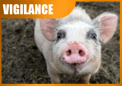 vignette pour la vigilance peste porcine africaine à Riez
