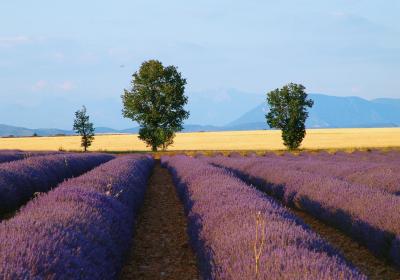 Plateau de Valensole