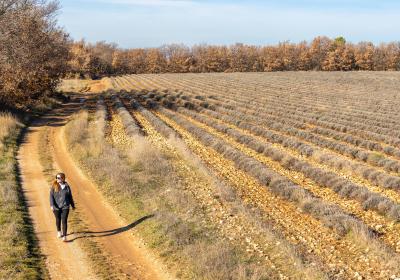 Itinéraire pédestre "Le plateau des Millarettes"_Riez - Piste