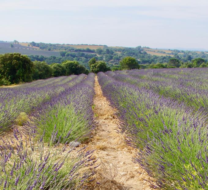Au pays des lavandes