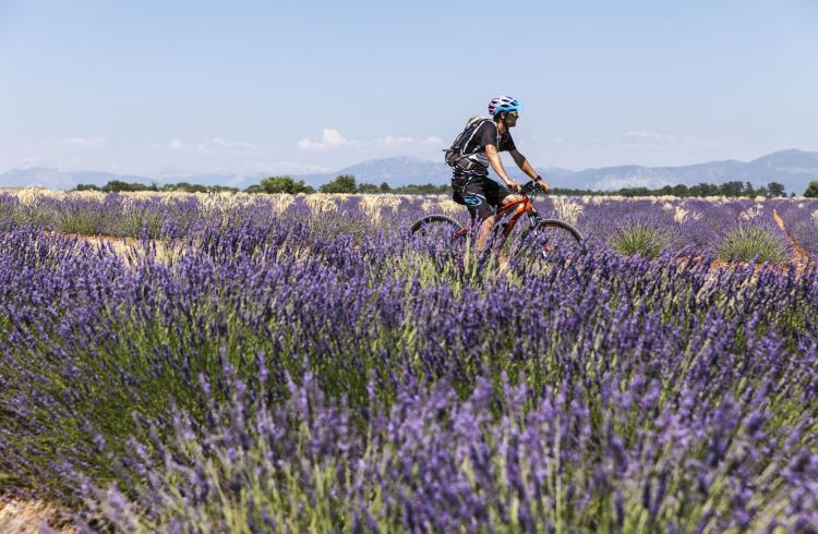 velo et champs de lavande - velo et champs de lavande