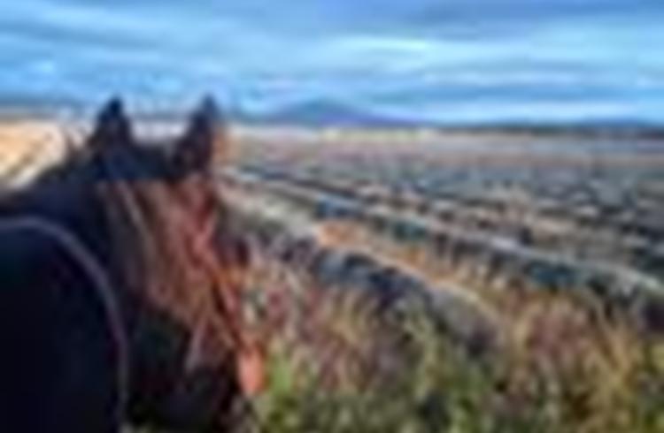 Balade à cheval Riez - 