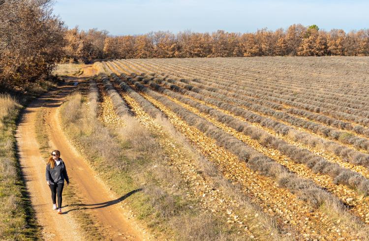 Itinéraire pédestre "Le plateau des Millarettes"_Riez - Piste