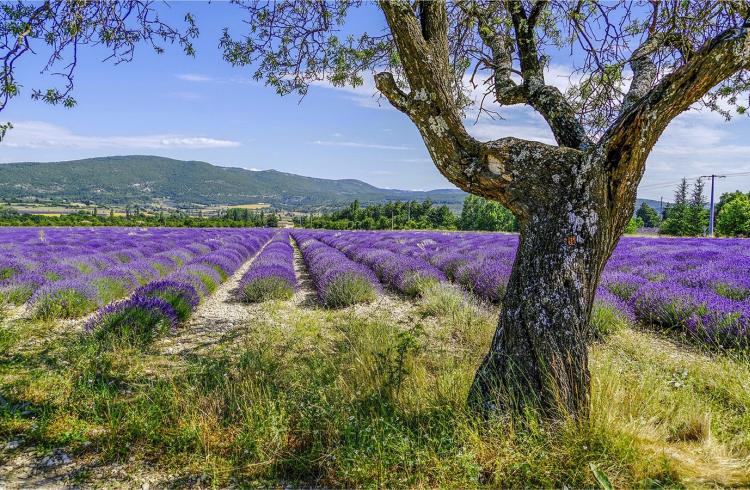 Plateau de Valensole - Plateau de Valensole