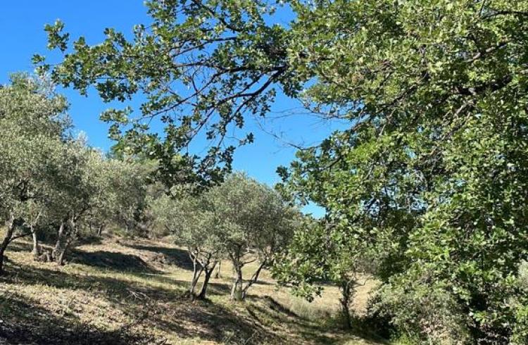 L’Olivade -  L’Olivade -